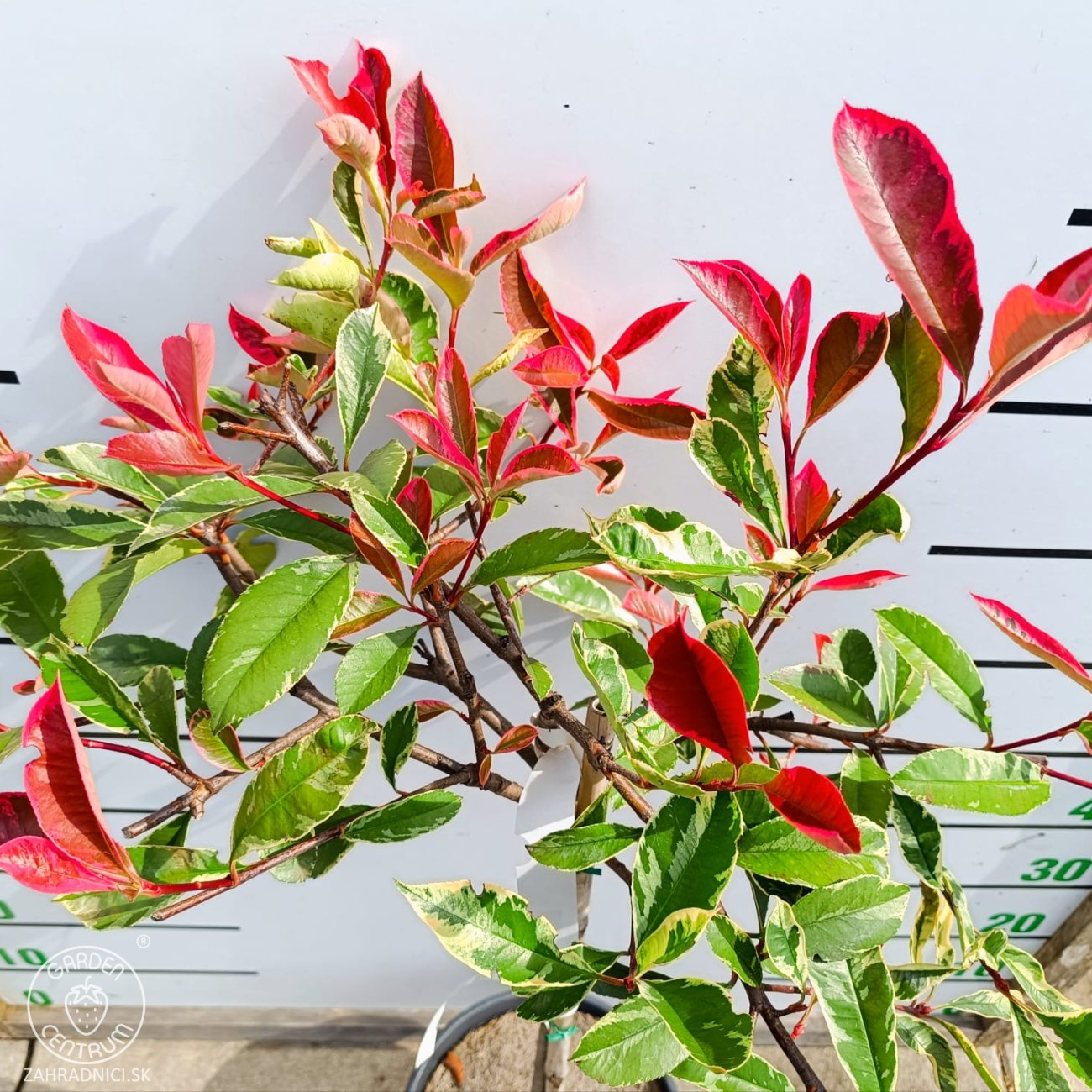 Obrázok Červienka fraserova (Photinia fraseri) ´PINK MARBLE´ - výška 90-100 cm, kont. C7L - NA KMIENKU